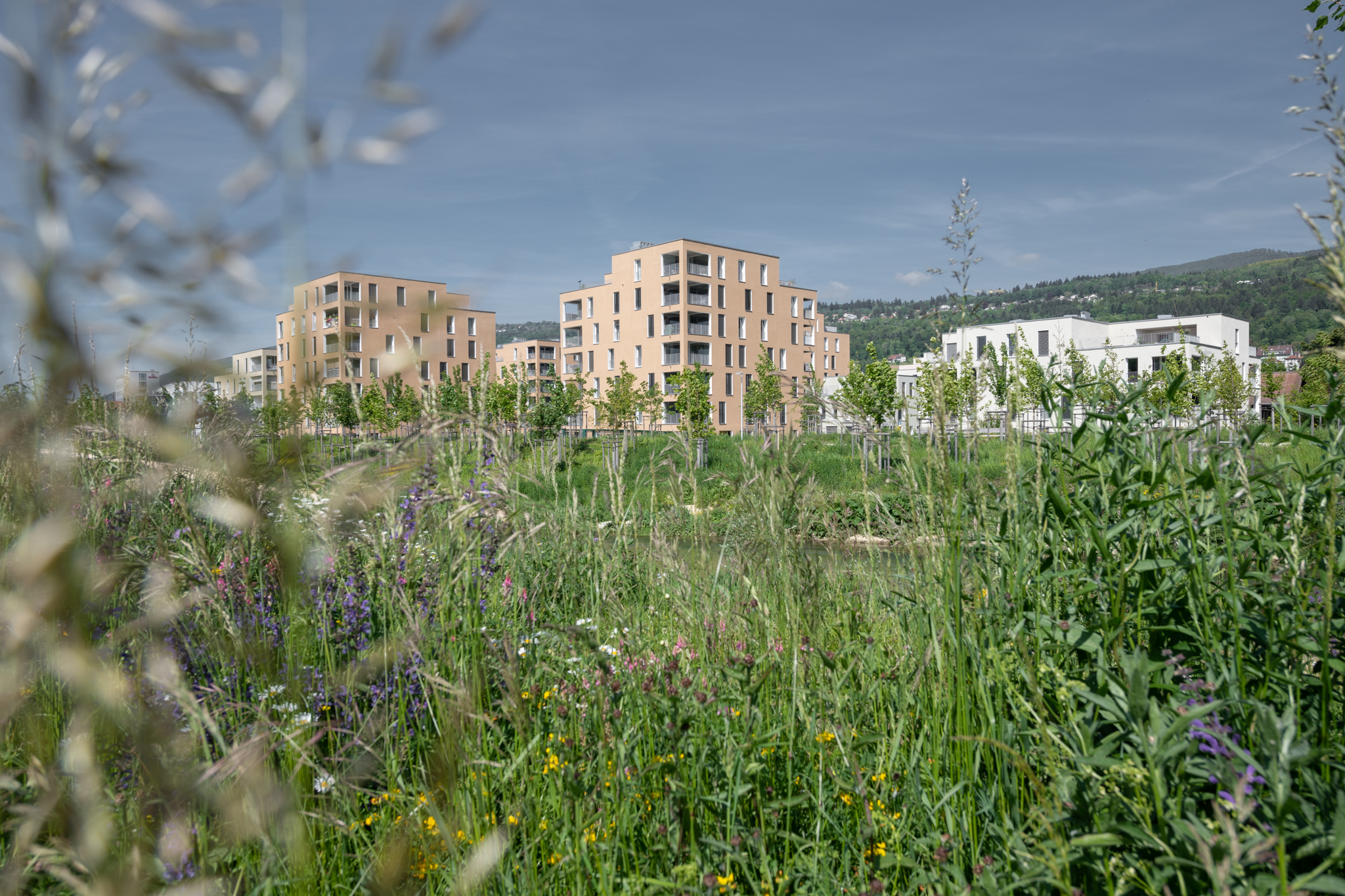 Ein Feld mit hohem Gras und Wildblumen mit modernen Wohngebäuden im Hintergrund unter einem klaren blauen Himmel. In der Ferne sind Hügel zu sehen, die die ruhige, vorstädtische Landschaft noch verstärken.