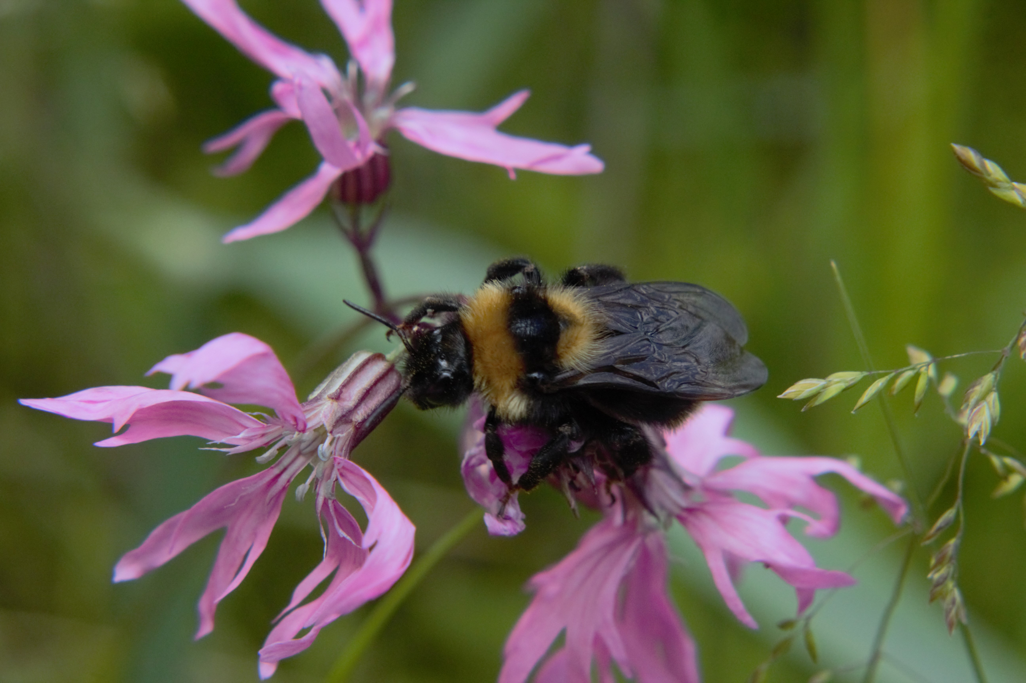 Eine Nahaufnahme einer Hummel, die auf einer leuchtend rosa Wildblume sitzt, vor einem verschwommenen grünen Hintergrund. Der flauschige Körper der Hummel bildet einen Kontrast zu den zarten, gefransten Blütenblättern der Blume.